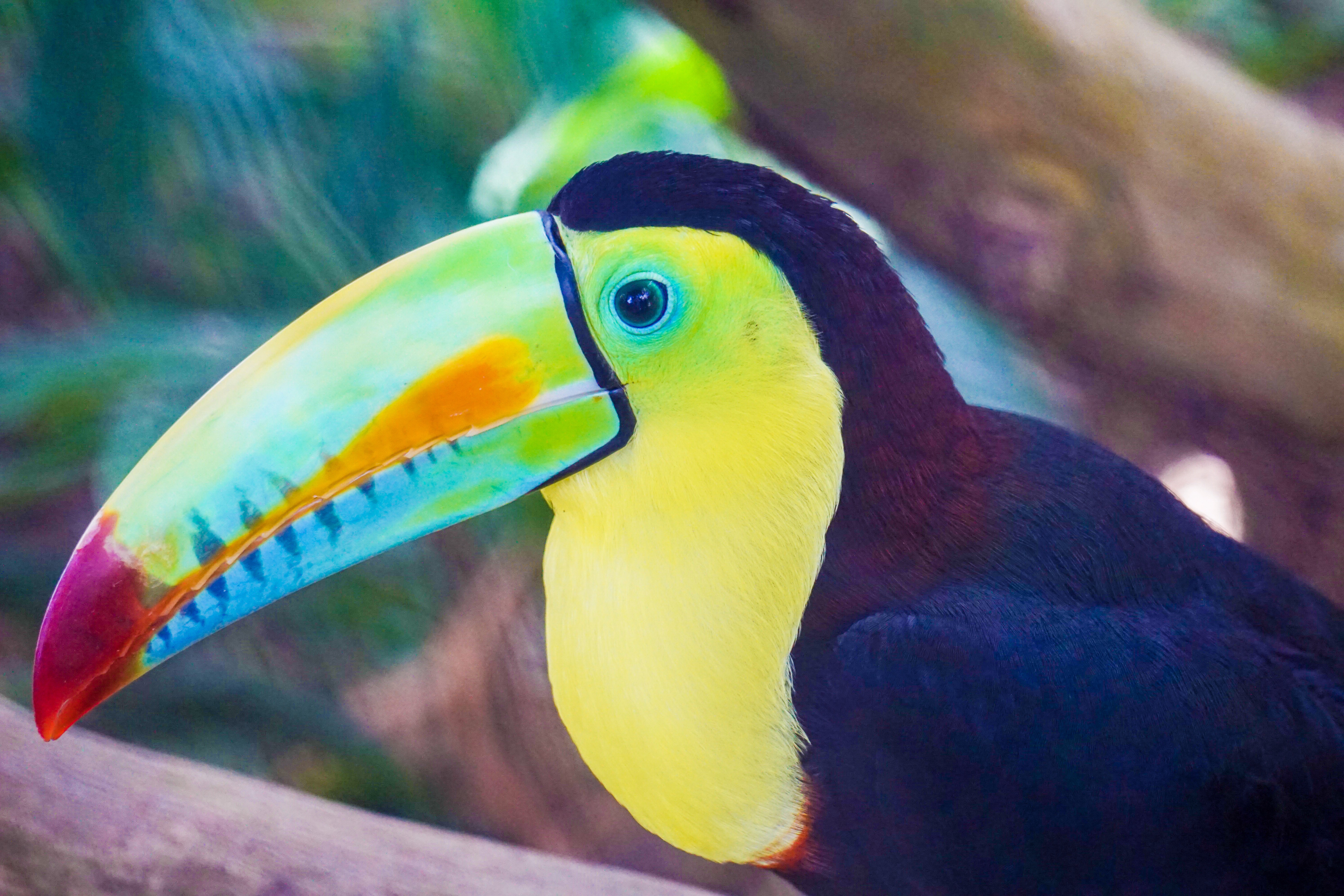 Colorful toucan bird